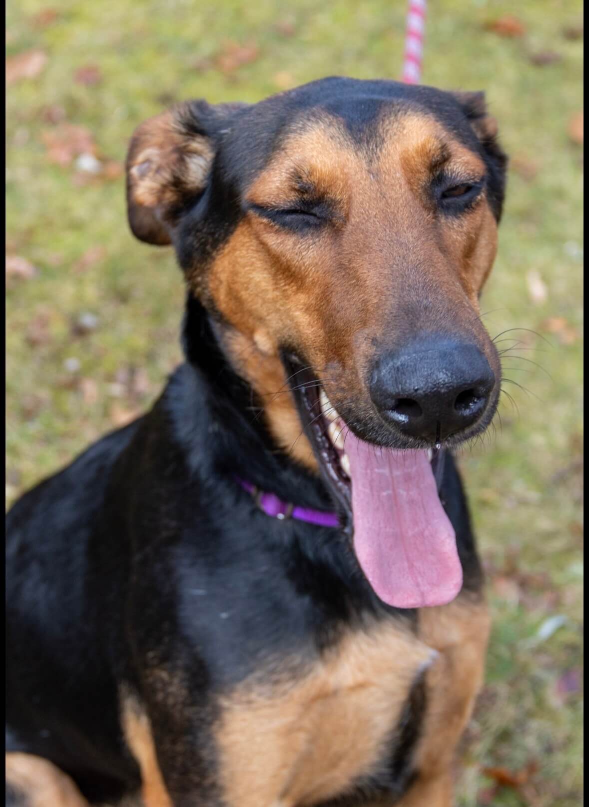 Melanie the Doberman German Shepard mix