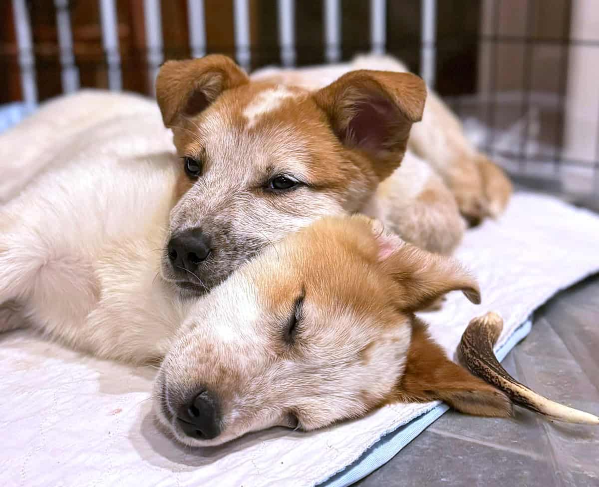 Two dogs snuggled on one another