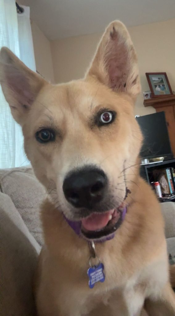 Stella the first Foster dog