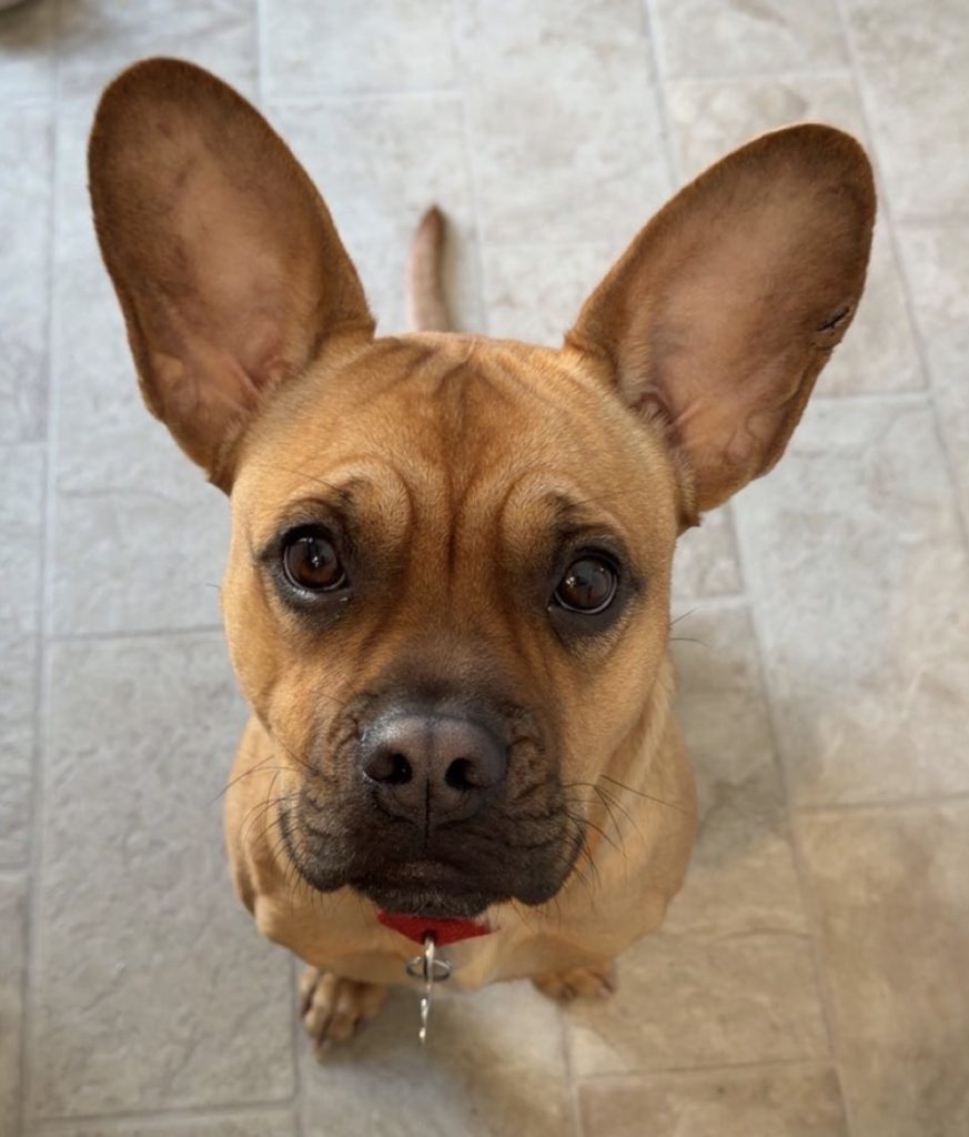 Krugg our fourth foster dog